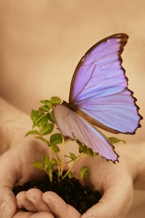 Butterfly resting on small plant in cupped hands